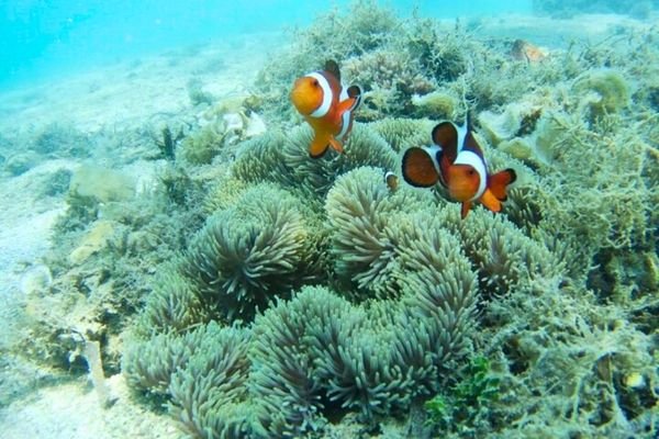 Crystal clear water at Gili Nanggu beach