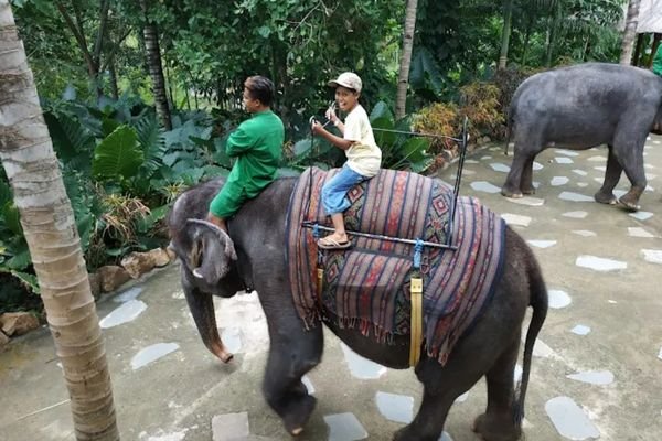 Elephant meet and greet cruise tour