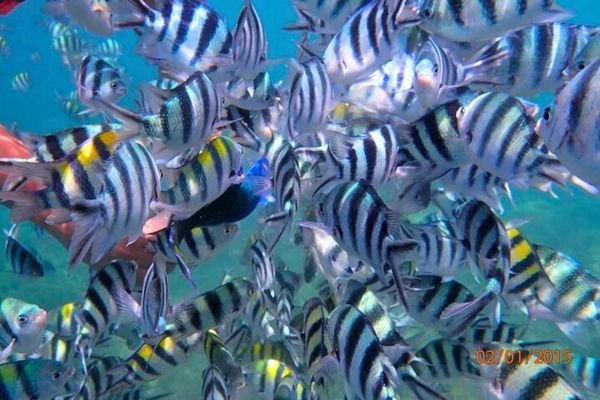 Feeding fish at Gili Nanggu beach