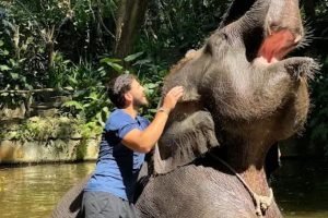 Lombok elephant sanctuary shore excursion