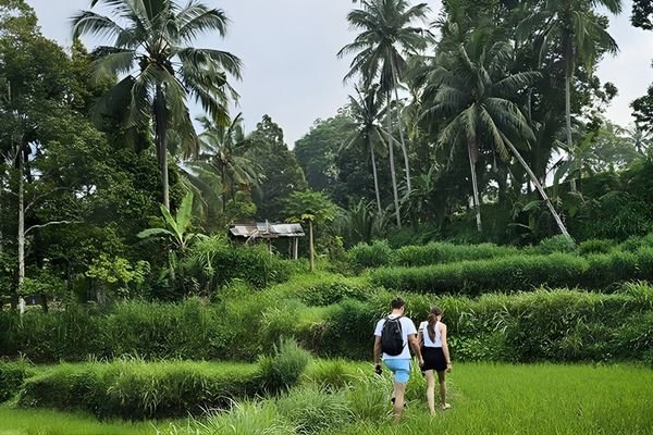 Lush green rice terrace views on Lombok shore excursion