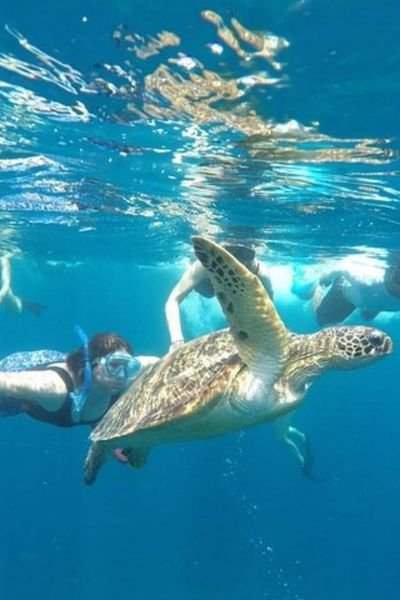 Swimming with sea turtles Gili Trawangan
