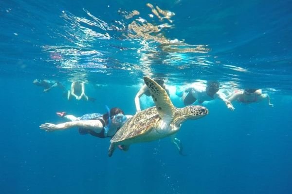 snorkling gili with turtle