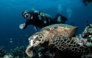 scuba diving shore excursion Lombok