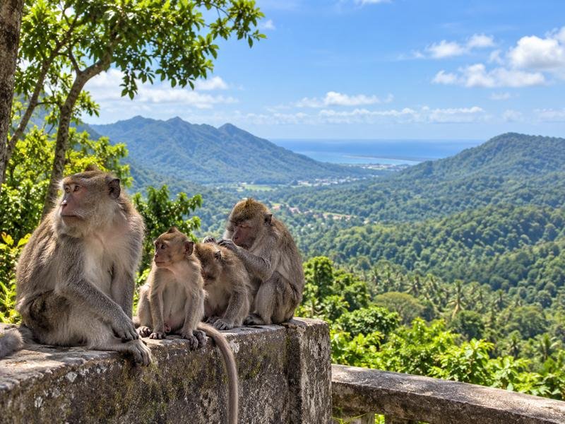 Macaques at Pusuk viewpoint